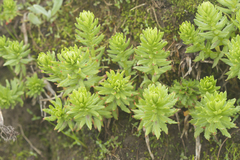 Rhodiola