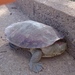 Emmott’s Short-necked Turtle - Photo (c) greg n, some rights reserved (CC BY-NC), uploaded by greg n