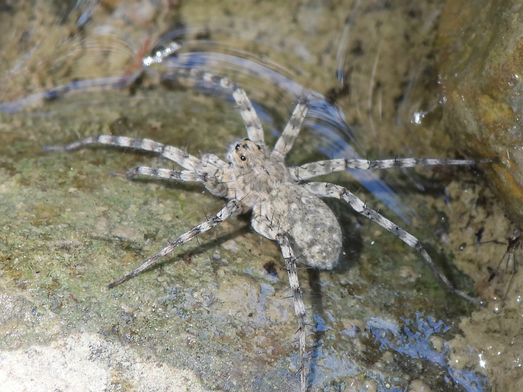 Pardosa mercurialis
