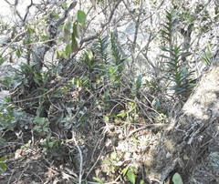 Tridactyle bicaudata bicaudata