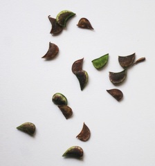 Hylodesmum podocarpum oxyphyllum