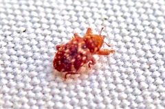 Storeus albosignatus