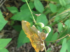 Hylodesmum podocarpum oxyphyllum