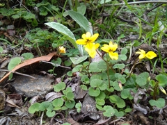 Viola wallichiana