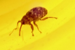 Storeus albosignatus