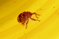 Storeus albosignatus