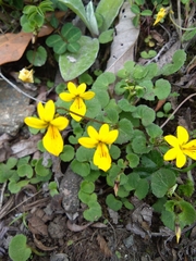 Viola wallichiana