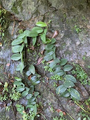 Rhaphidophora hongkongensis