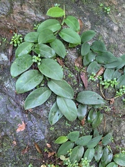 Rhaphidophora hongkongensis