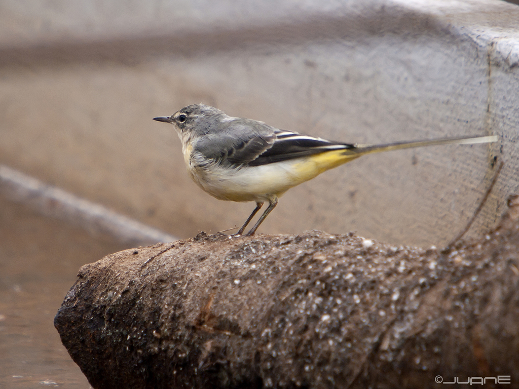 Western Grey Wagtail