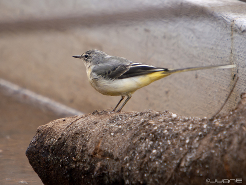 Western Grey Wagtail