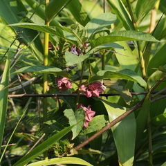 Clerodendrum fortunatum