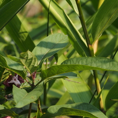 Clerodendrum fortunatum