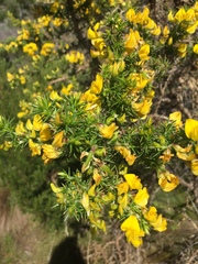 Aspalathus astroites