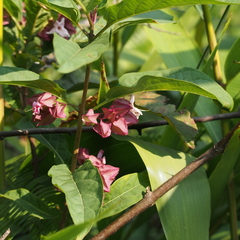 Clerodendrum fortunatum