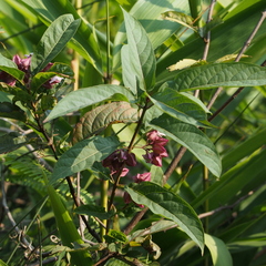 Clerodendrum fortunatum