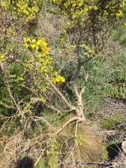 Aspalathus astroites