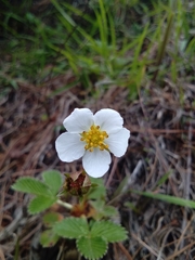 Fragaria nubicola