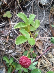 Fragaria nubicola