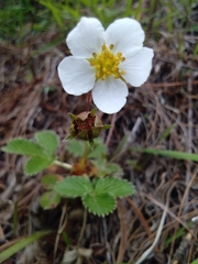 Fragaria nubicola