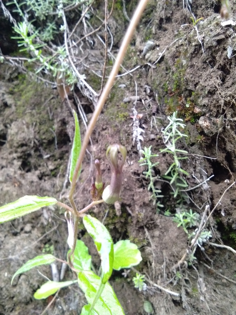 Ceropegia hookeri