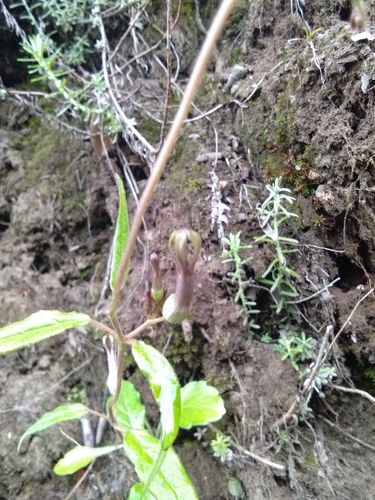 Ceropegia hookeri