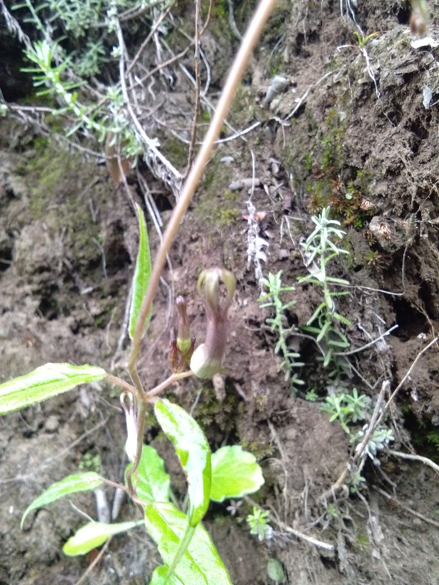 Ceropegia hookeri