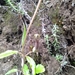 Ceropegia hookeri - Photo (c) Suman Poudel, some rights reserved (CC BY-NC), uploaded by Suman Poudel