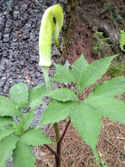 Arisaema tortuosum