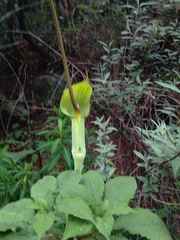 Arisaema tortuosum