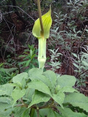 Arisaema tortuosum