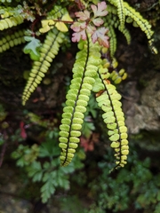 Asplenium trichomanes
