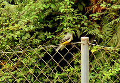 Motacilla cinerea cinerea