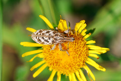 Cyphocleonus dealbatus
