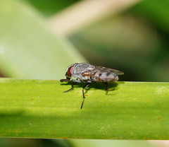 Stomorhina subapicalis