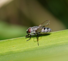 Stomorhina subapicalis