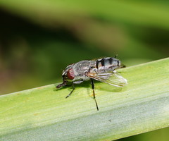 Stomorhina subapicalis