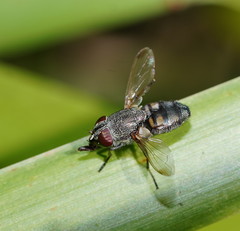 Stomorhina subapicalis