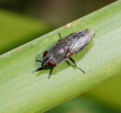 Stomorhina subapicalis