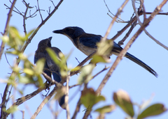 Aphelocoma californica