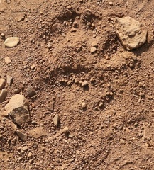 Panthera pardus fusca