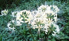 Lycoris × albiflora