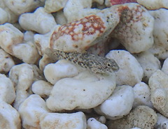 Bathygobius coalitus