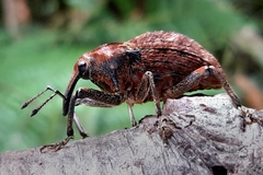 Rhynchodes ursus