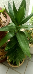 Dracaena fragrans compacta