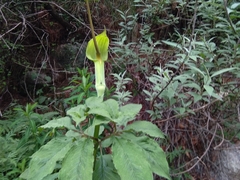 Arisaema tortuosum