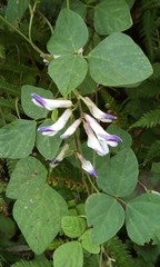 Amphicarpaea edgeworthii