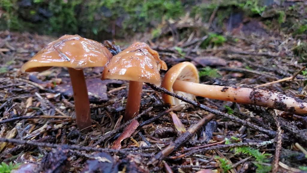 Phaeocollybia ammiratii