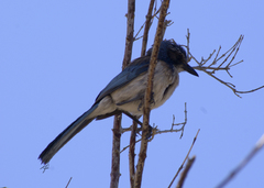 Aphelocoma californica