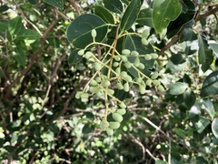 Ligustrum lucidum